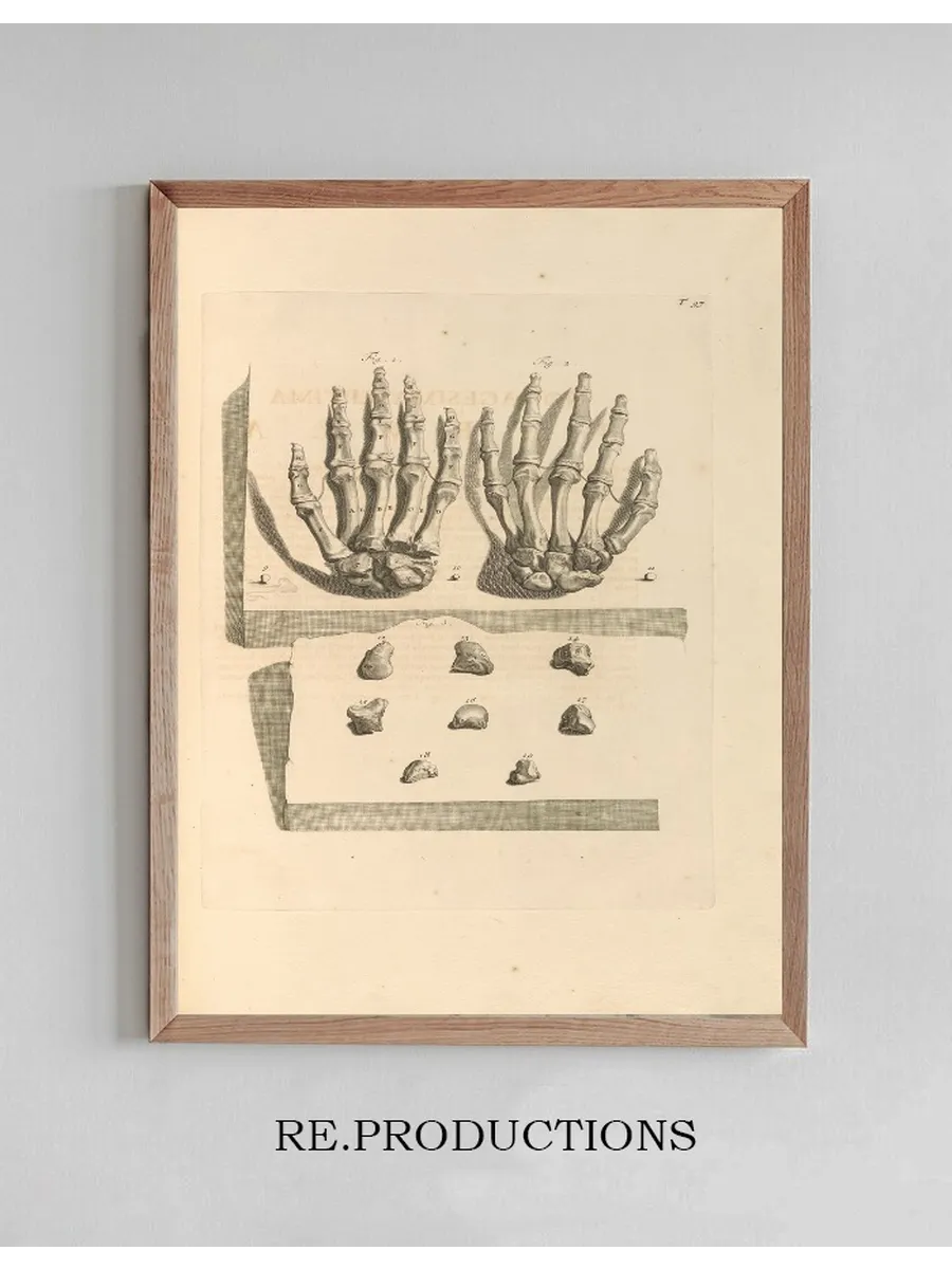 Anatomia Humani Corporis Pl.098
