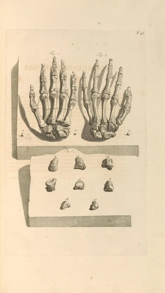 Anatomia Humani Corporis Pl.098