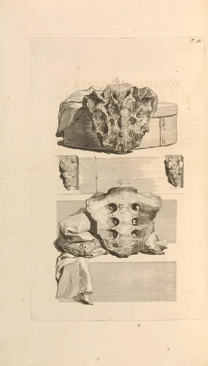 Anatomia Humani Corporis Pl.099