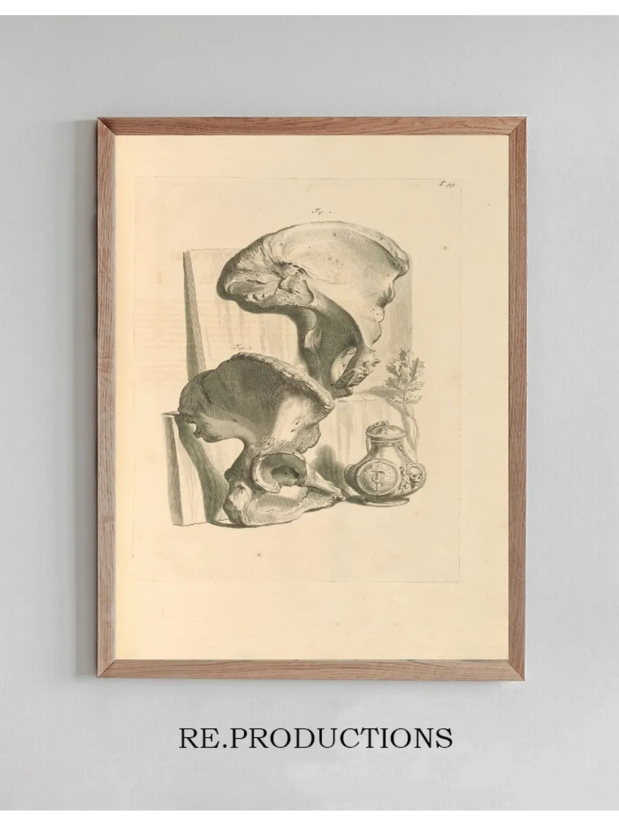 Anatomia Humani Corporis Pl.100