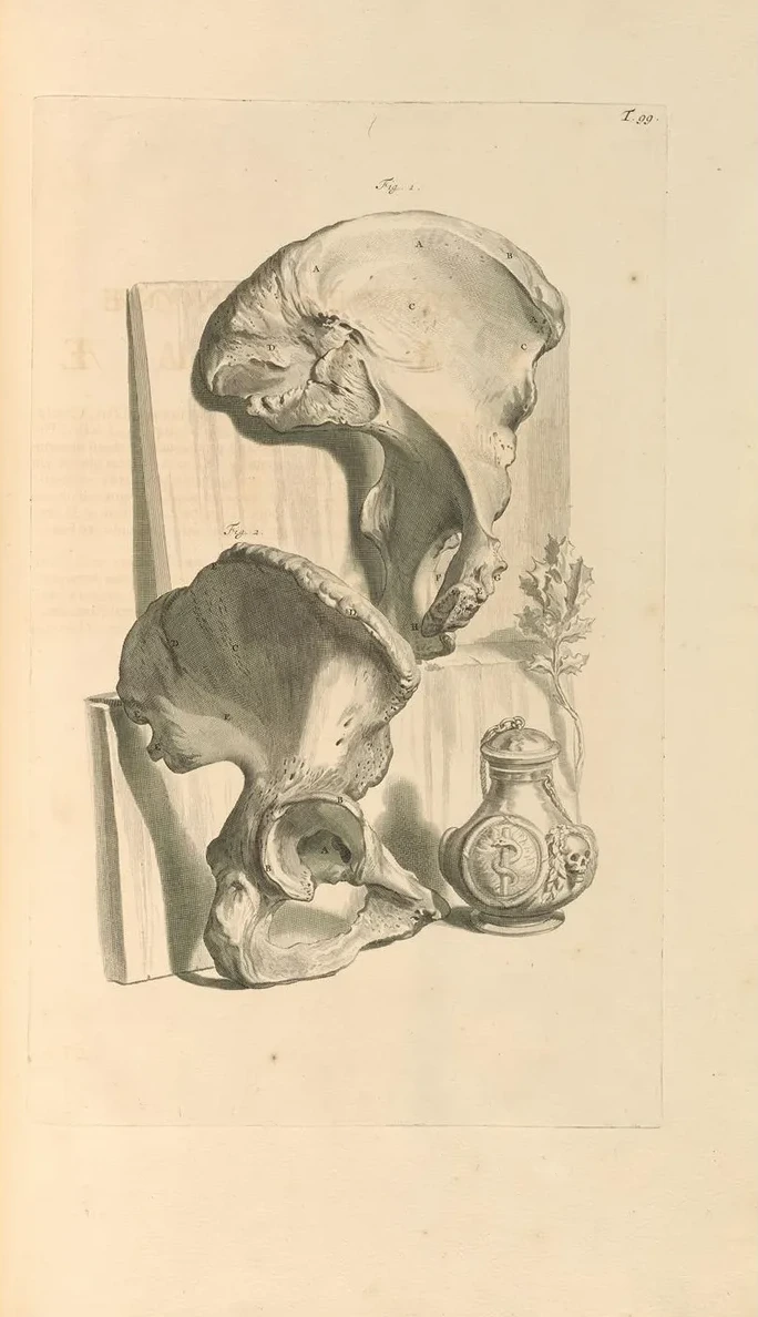 Anatomia Humani Corporis Pl.100