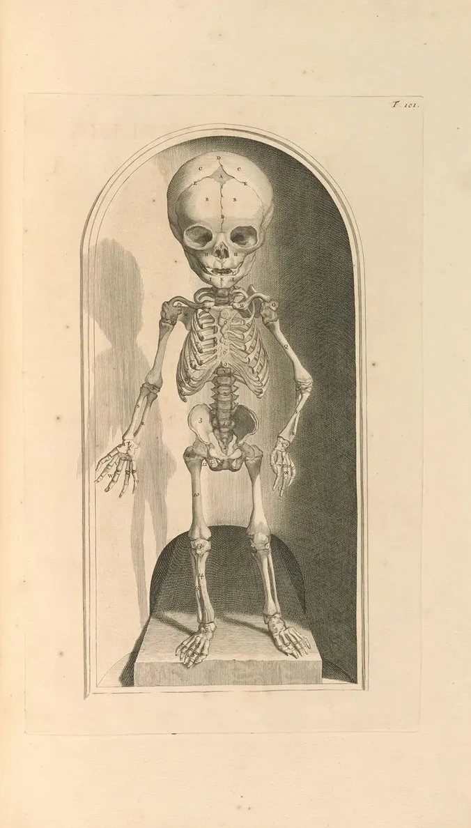 Anatomia Humani Corporis Pl.102