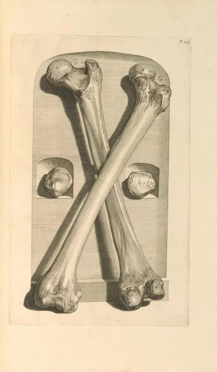 Anatomia Humani Corporis Pl.104