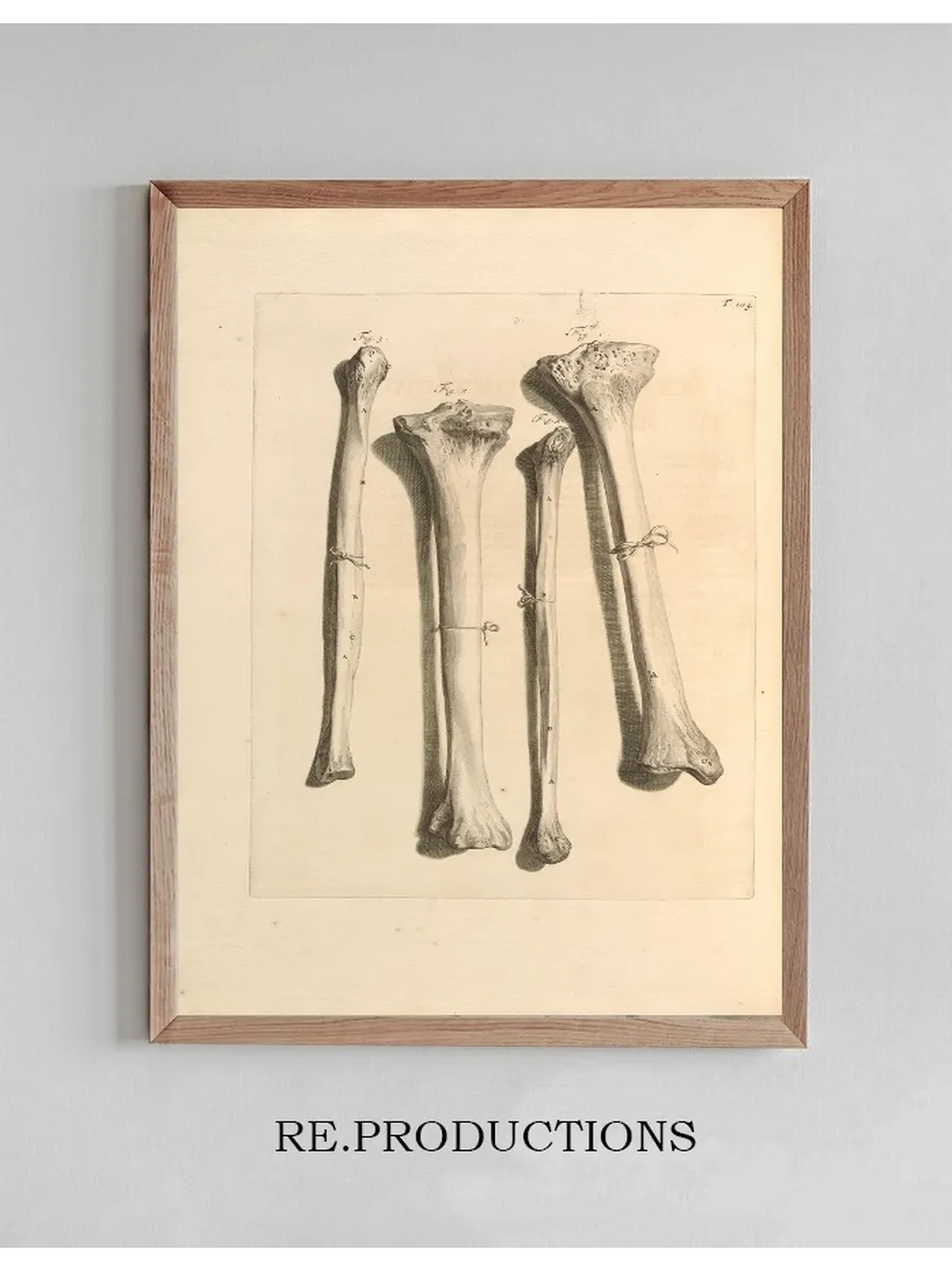Anatomia Humani Corporis Pl.105
