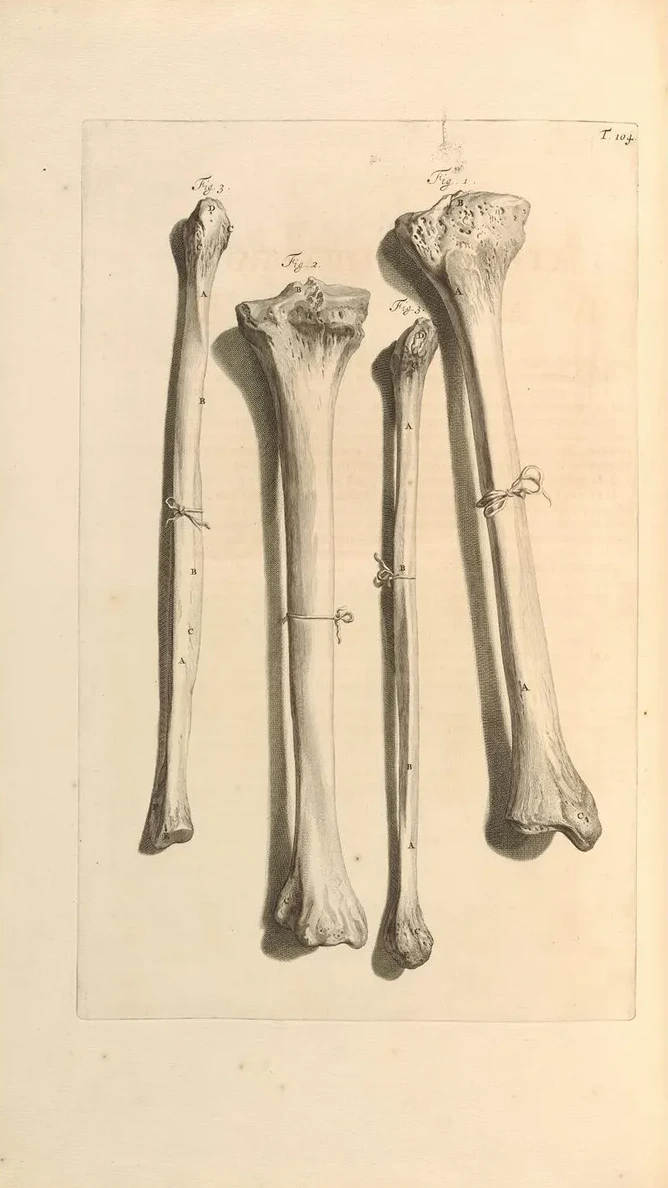 Anatomia Humani Corporis Pl.105