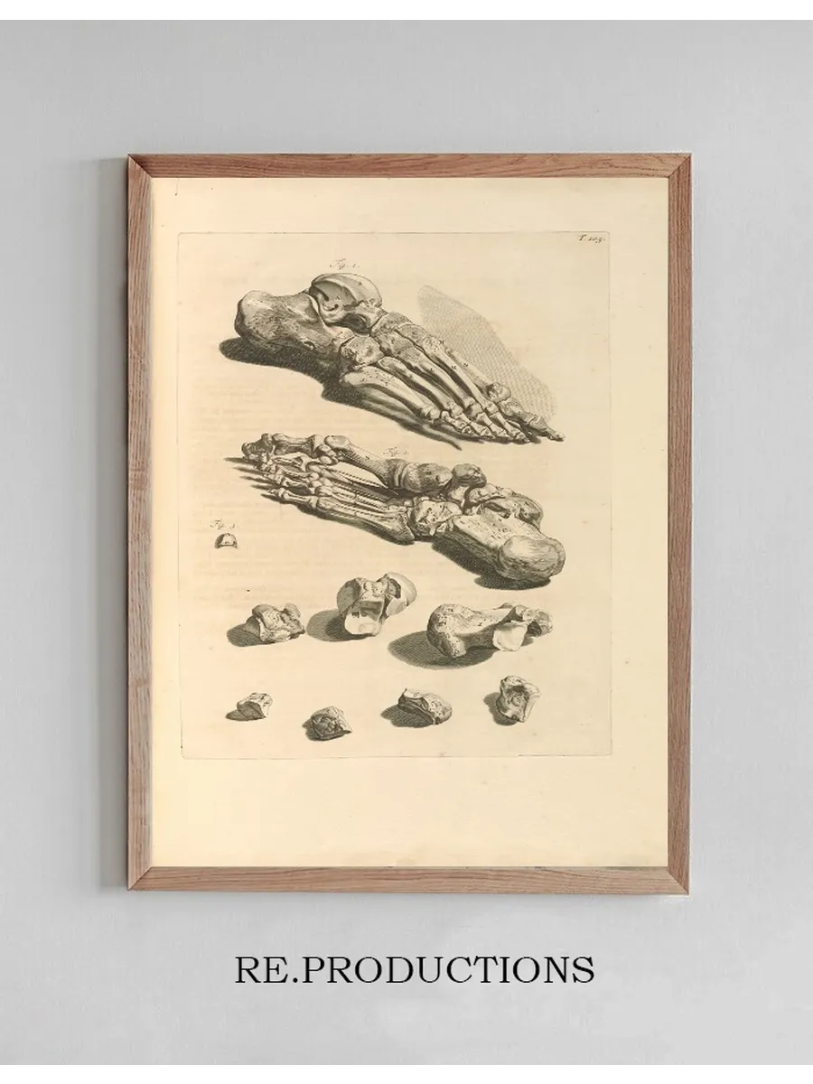 Anatomia Humani Corporis Pl.106