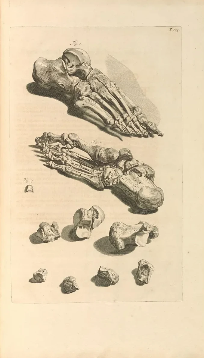 Anatomia Humani Corporis Pl.106
