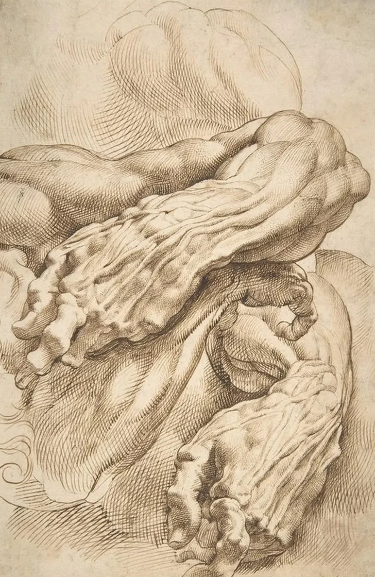 Anatomical Studies a Left Forearm in Two Positions and a Right Forearm