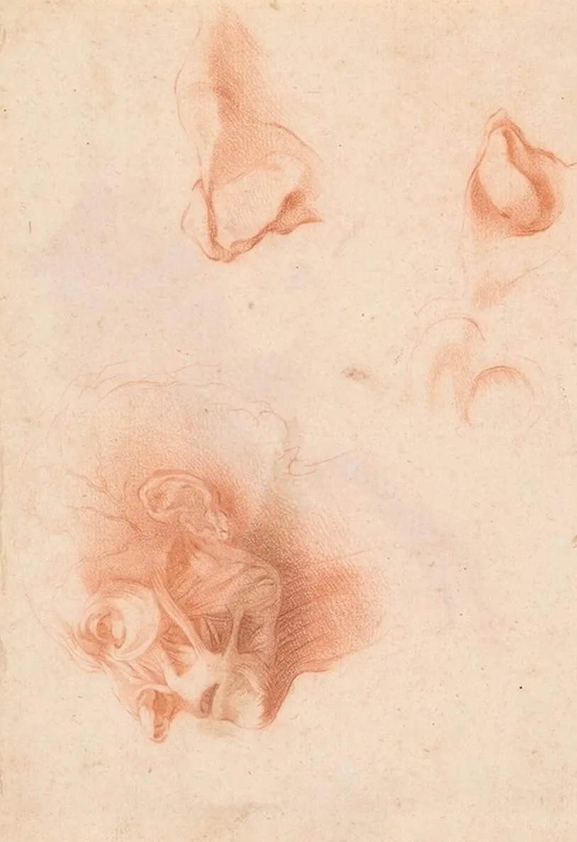 Anatomical Study, Face in Profile