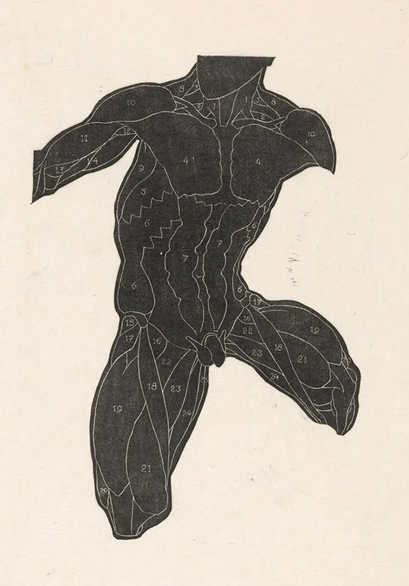 Anatomical Study of the Neck, Abdominal and Thigh Muscles of a Man in Silhouette