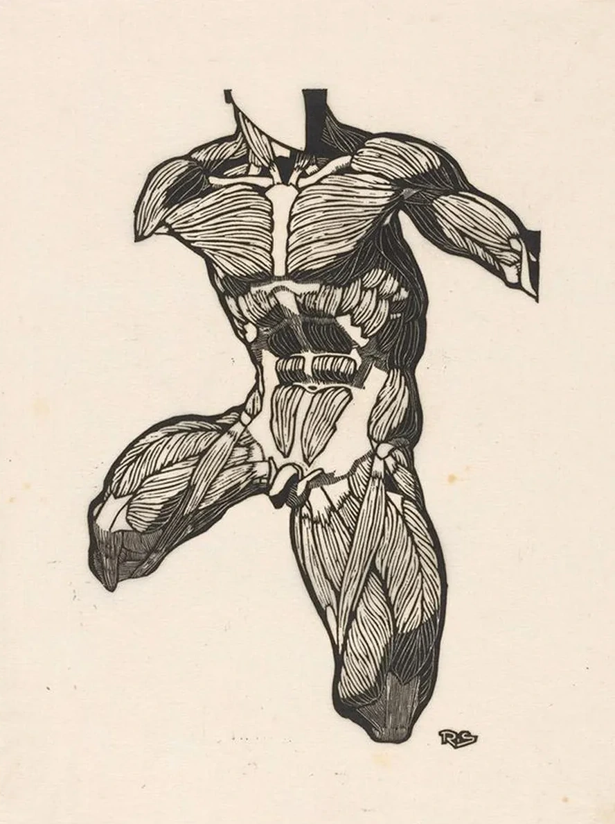 Anatomical Study of the Neck, Abdominal and Thigh Muscles of a Man