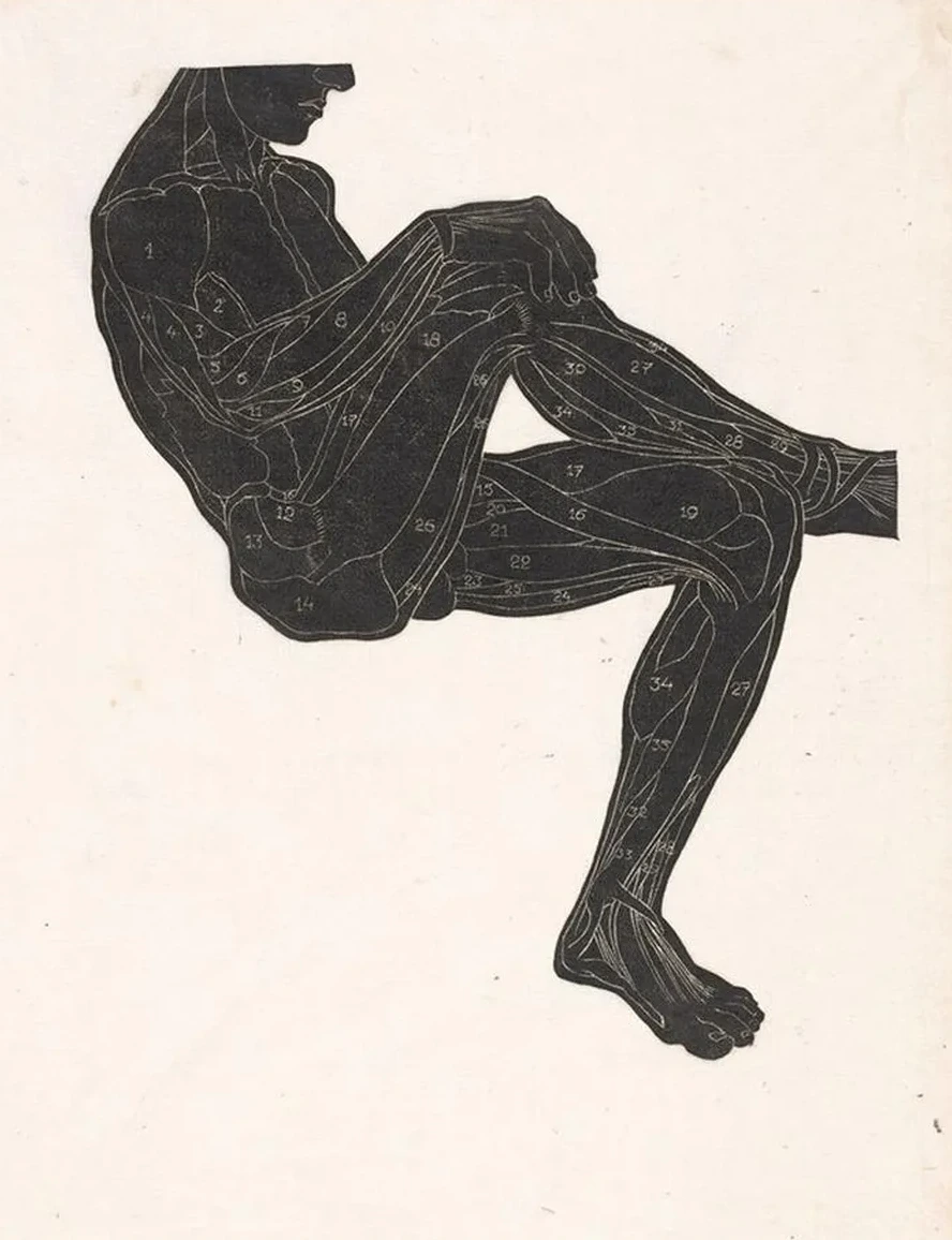 Anatomische Studie van de Been - En Armspieren van Een Man in Silhouet