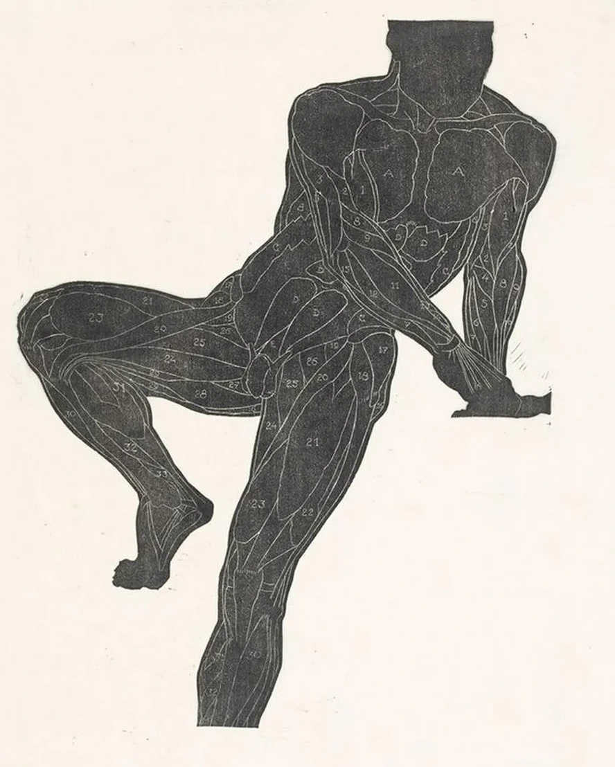 Anatomische Studie van de Borst -, Buik - En Beenspieren van Een Man in Silhouet