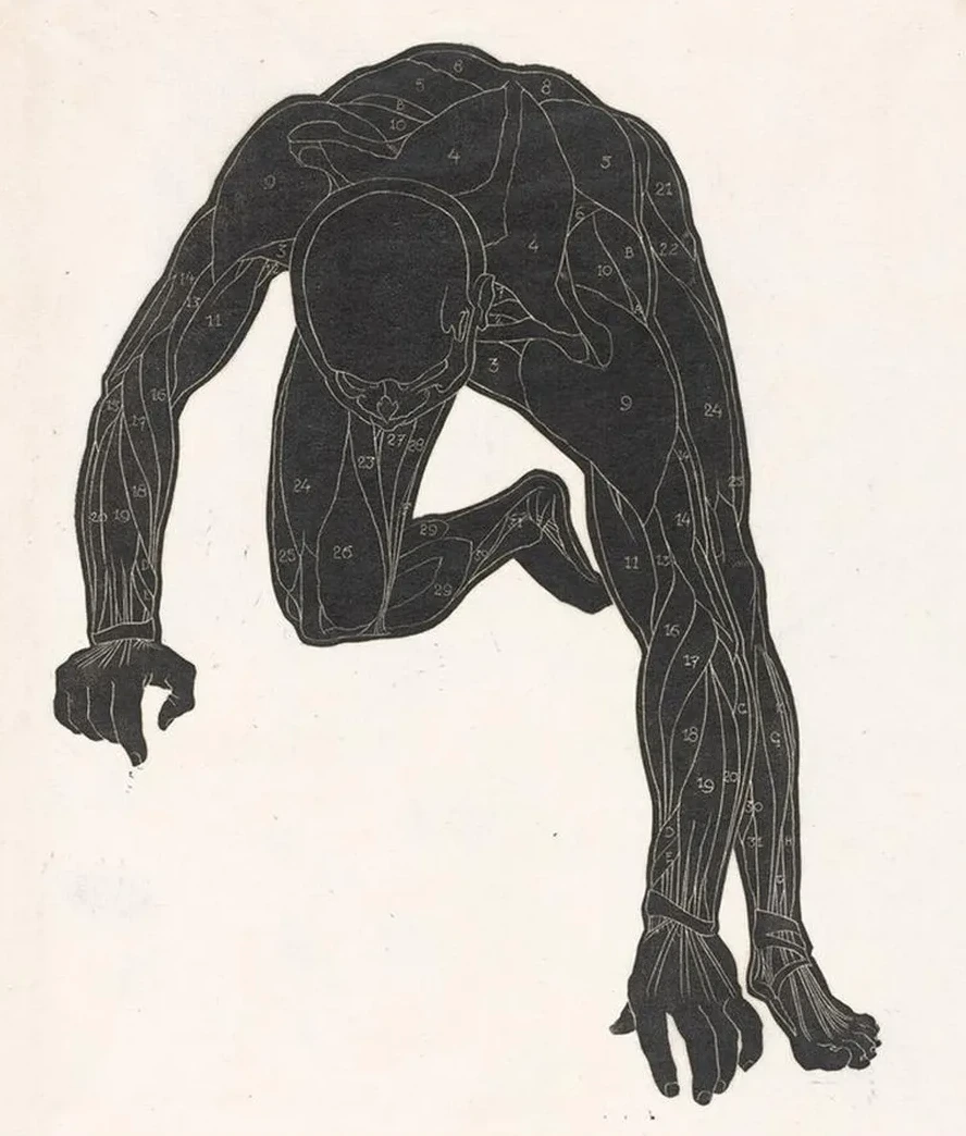 Anatomische Studie van de Hals -, Arm - En Beenspieren van Een Man in Silhouet