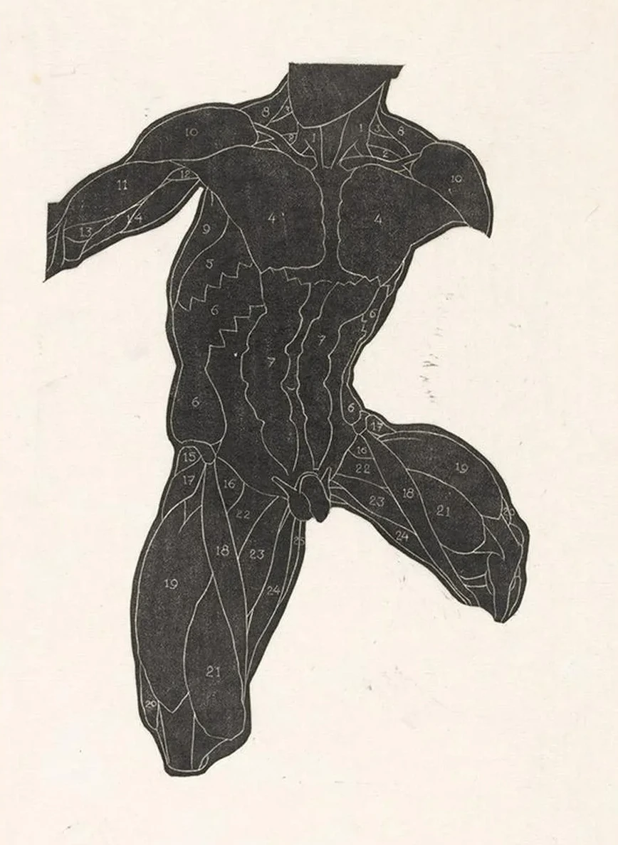 Anatomische Studie van de Nek -, Buik - En Bovenbeenspieren van Een Man in Silhouet