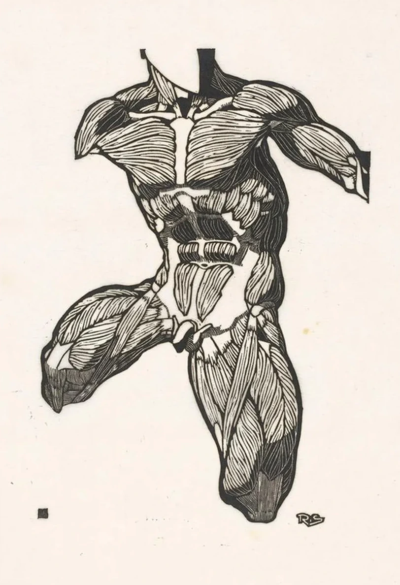Anatomische Studie van de Nek -, Buik - En Bovenbeenspieren van Een Man