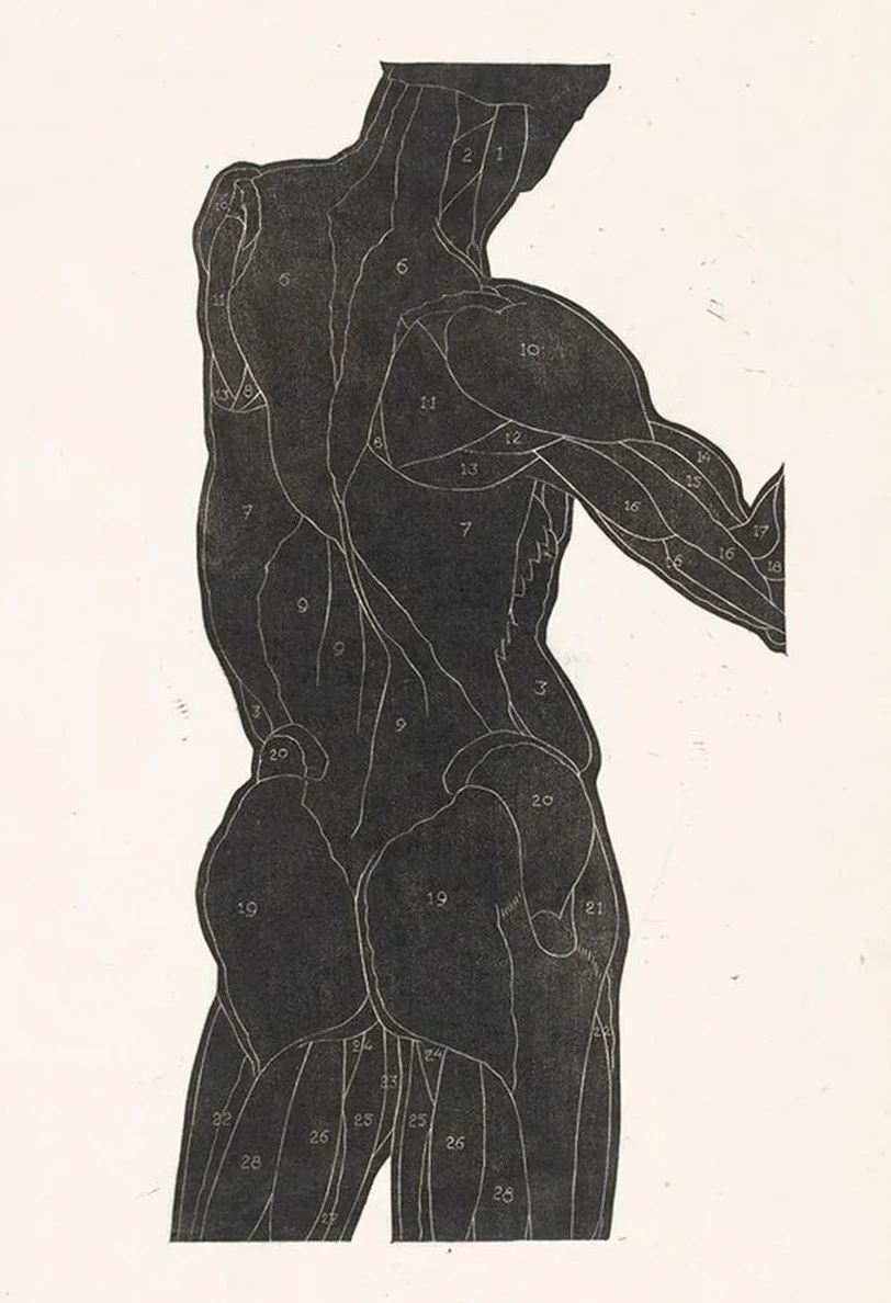 Anatomische Studie van de Rug - En Bilspieren van Een Man in Silhouet