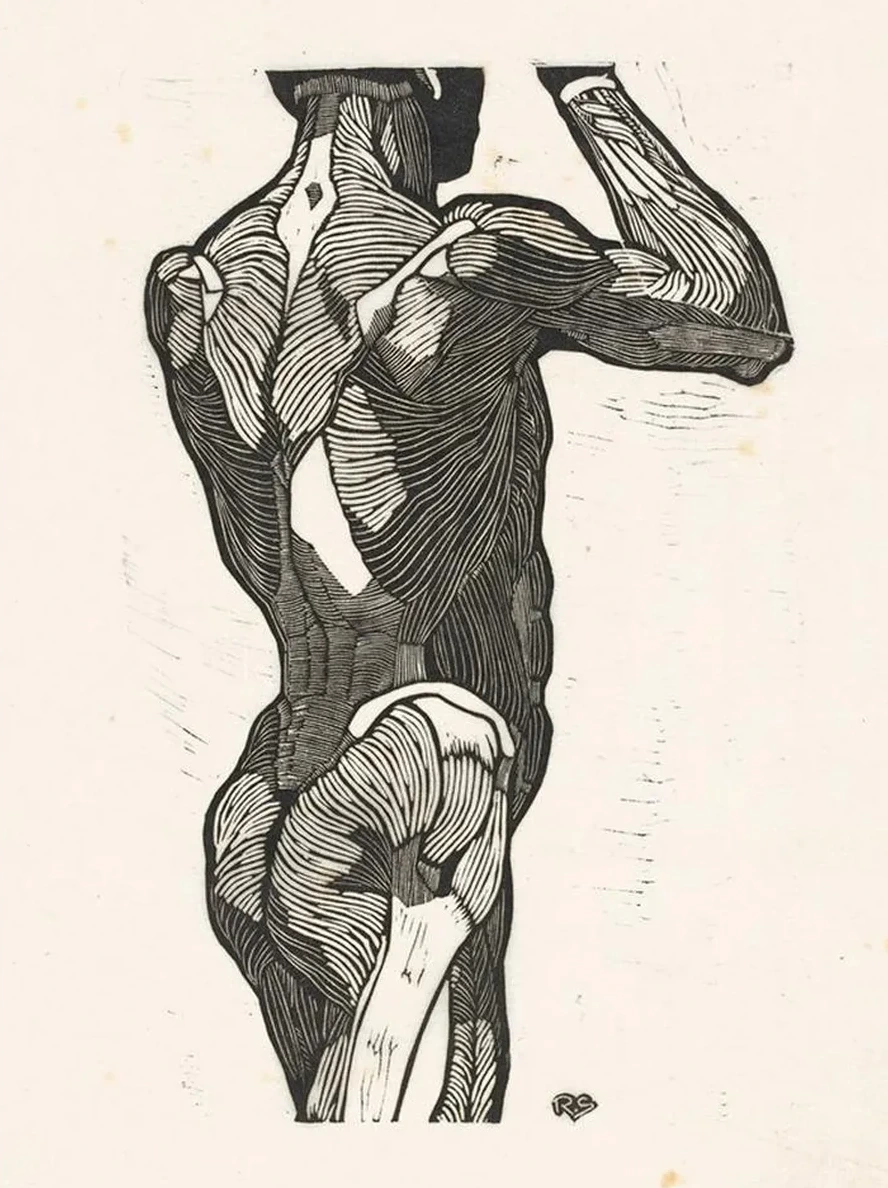 Anatomische Studie van de Rug - En Bilspieren van Een Man