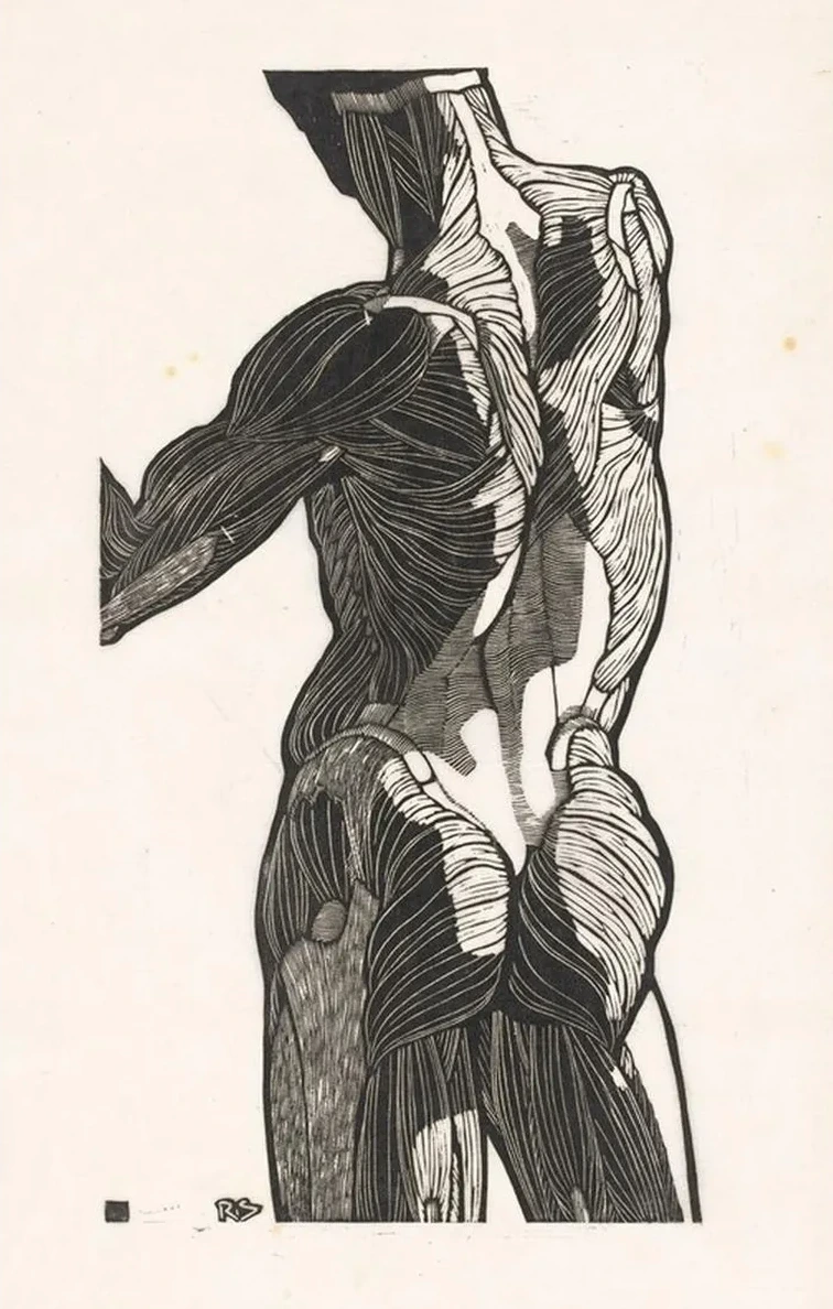 Anatomische Studie van de Rug - En Bilspieren van Een Man