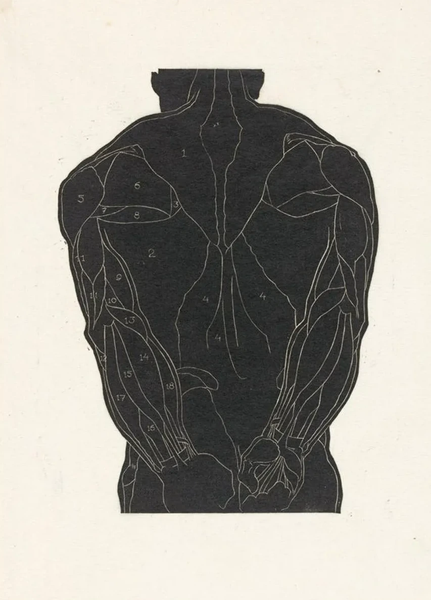 Anatomische Studie van de Rugspieren van Een Man in Silhouet