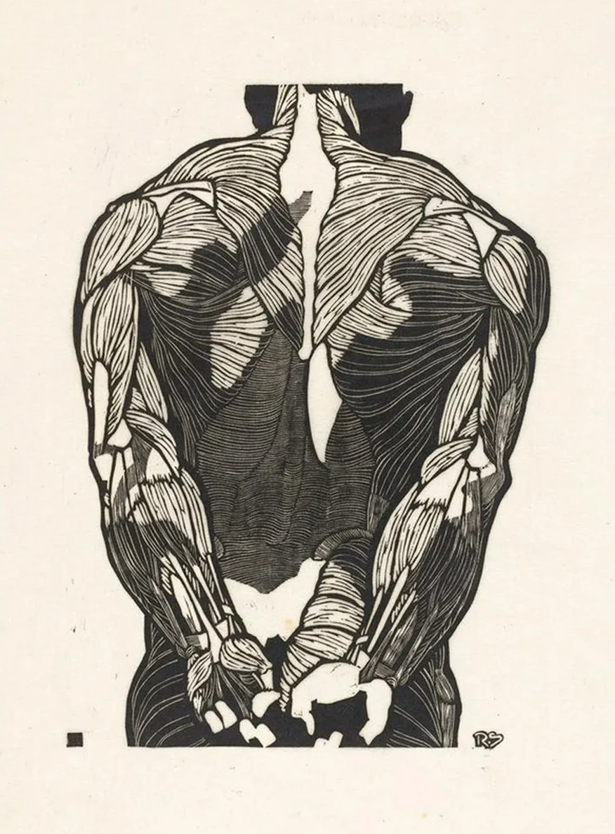 Anatomische Studie van de Rugspieren van Een Man