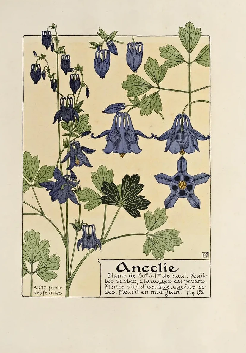 Ancolie