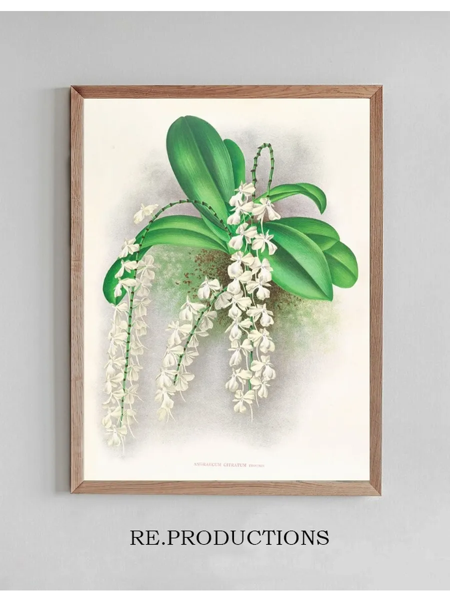 Angraecum Citratum