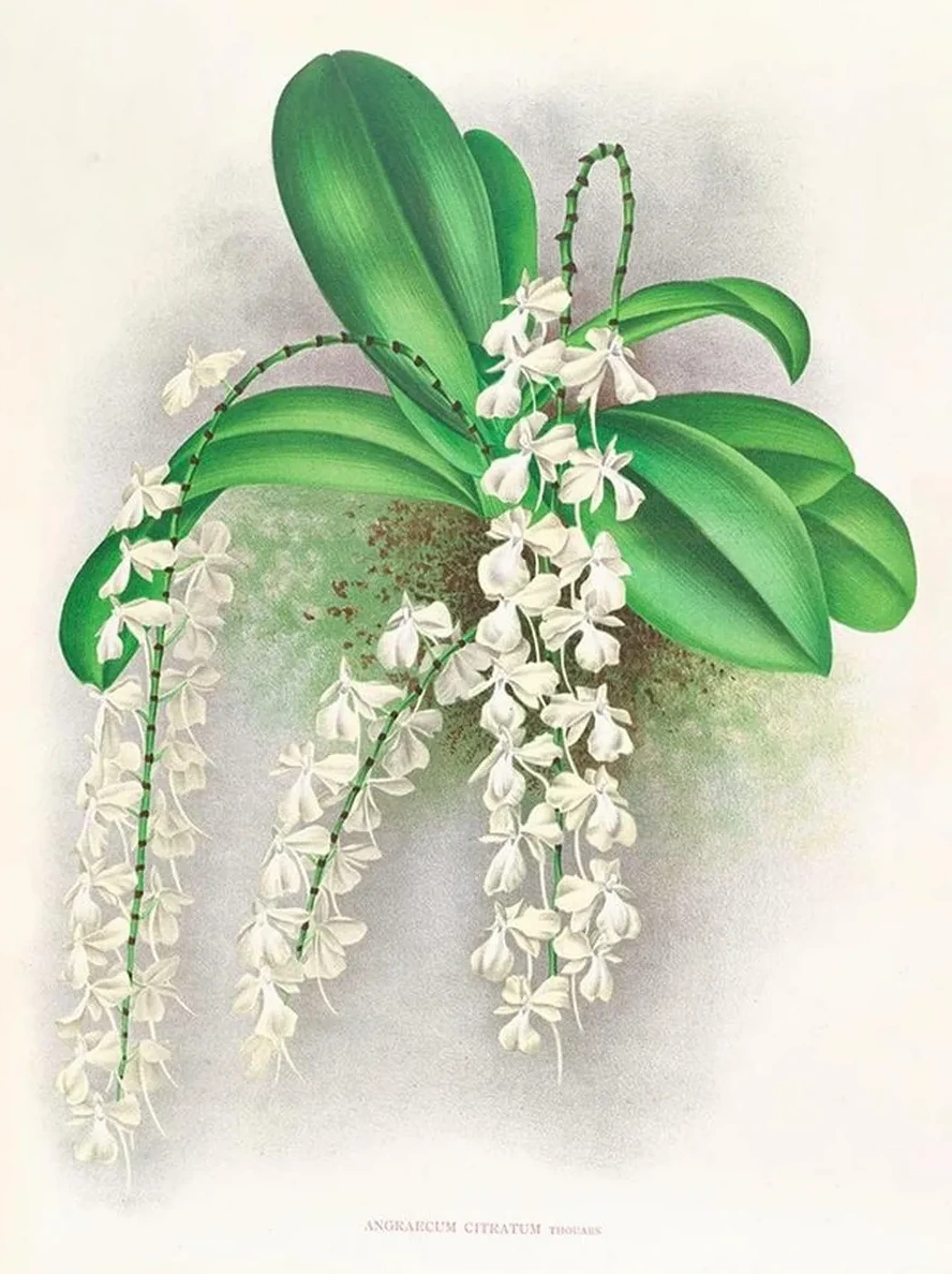 Angraecum Citratum