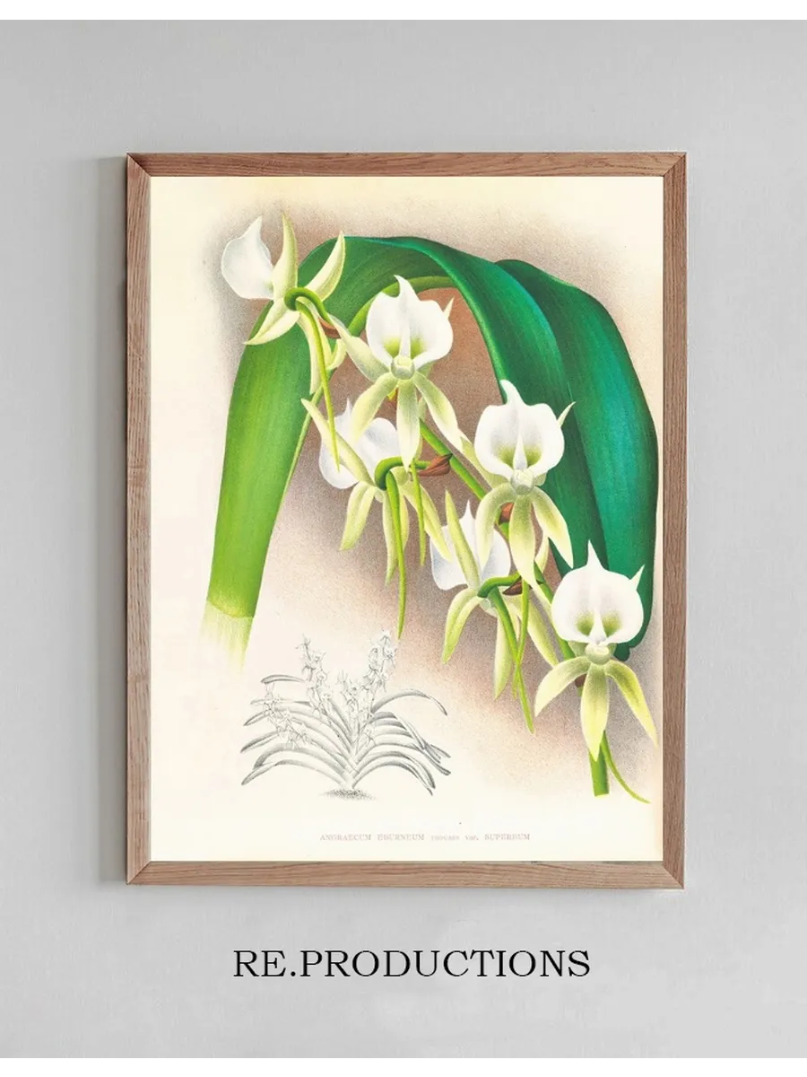 Angraecum Eburneum Var Superbum
