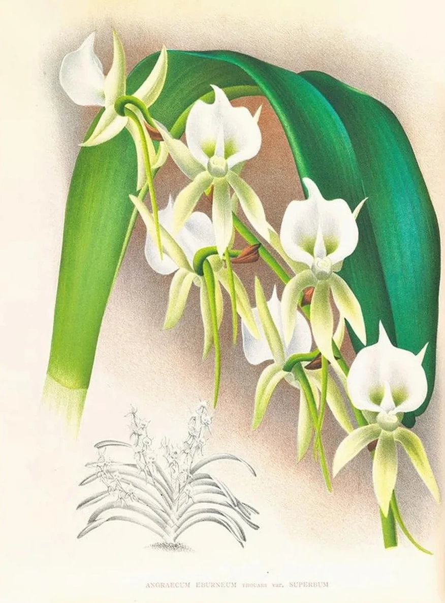 Angraecum Eburneum Var Superbum