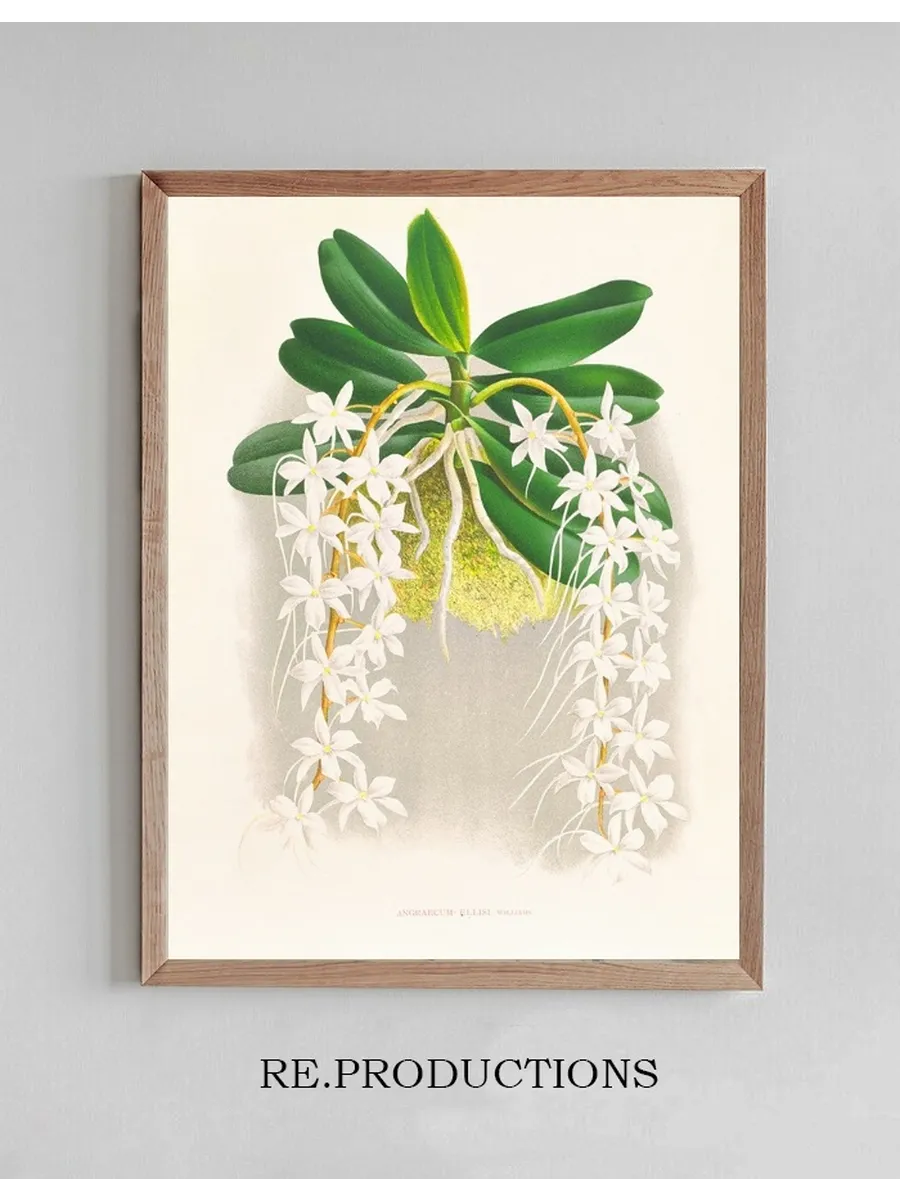 Angraecum Ellisi