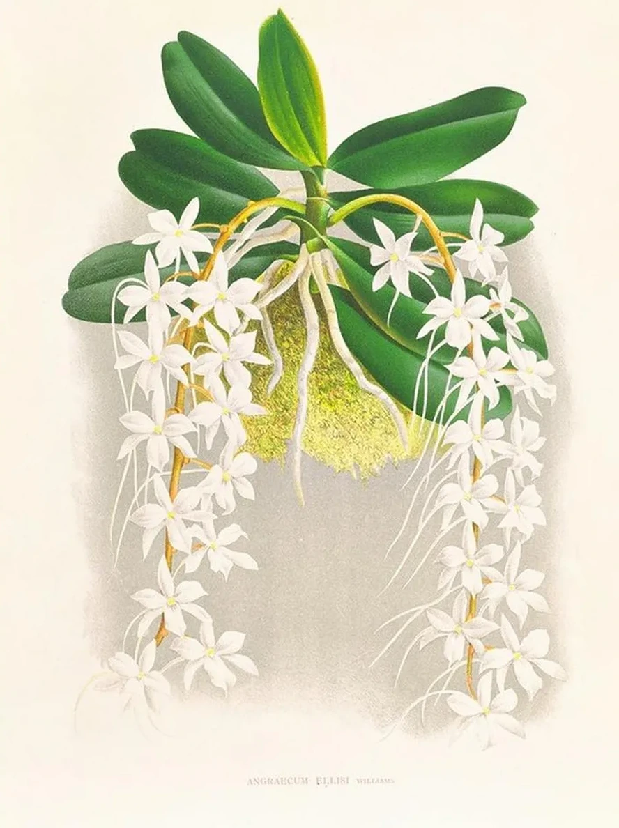 Angraecum Ellisi