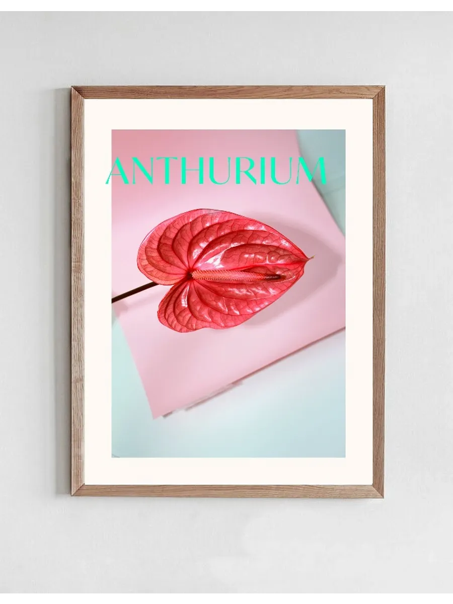 Anthurium II