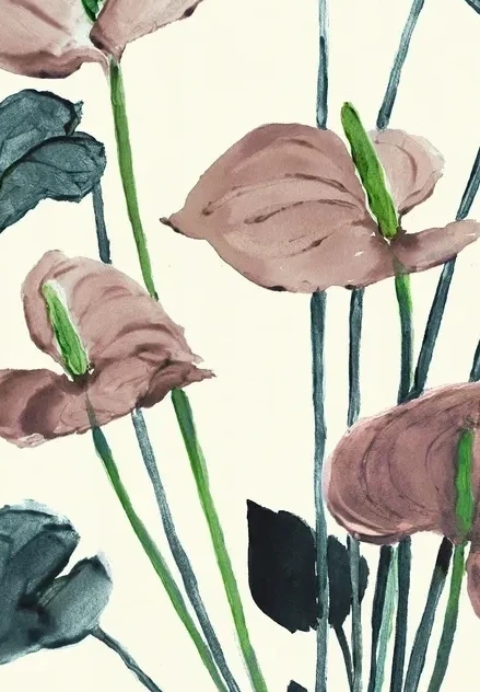 Anthurium Pink