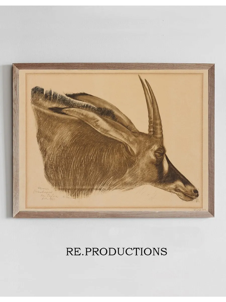 Antilope Hippotrague