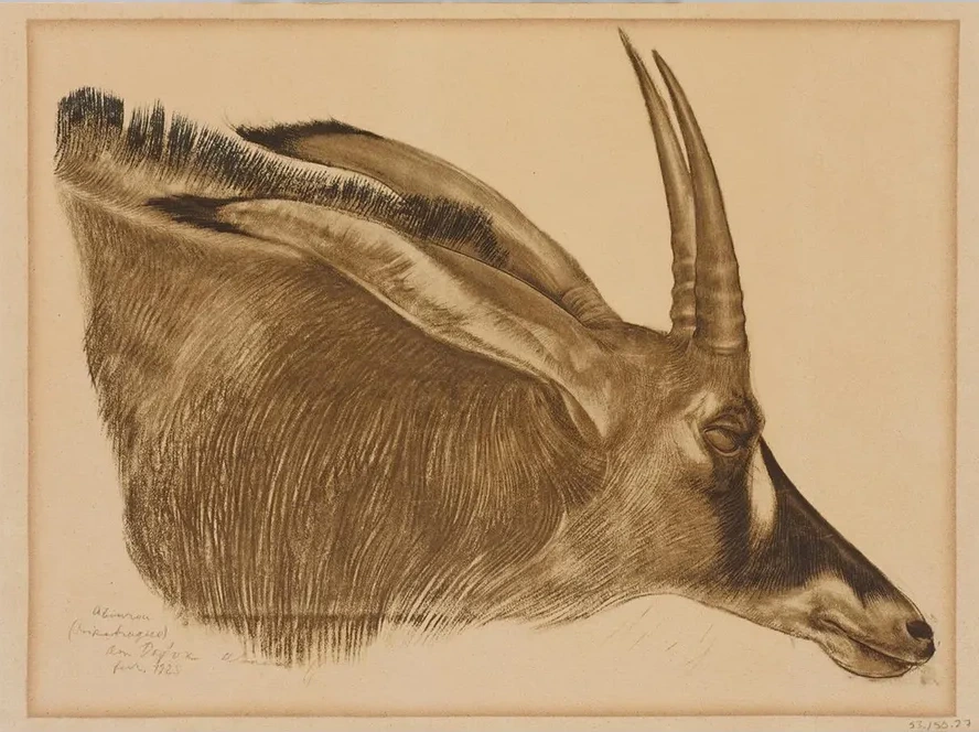 Antilope Hippotrague
