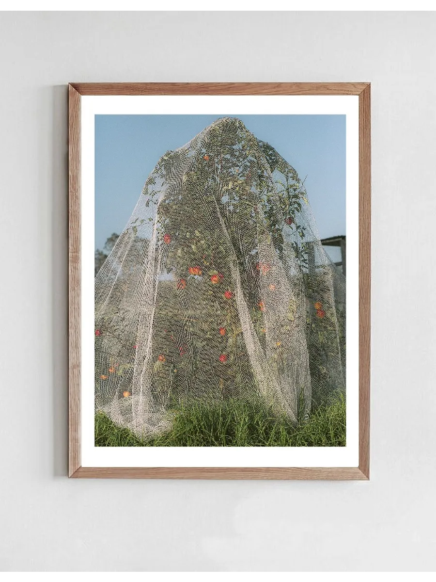 Apple Tree