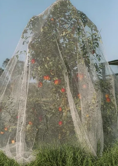 Apple Tree