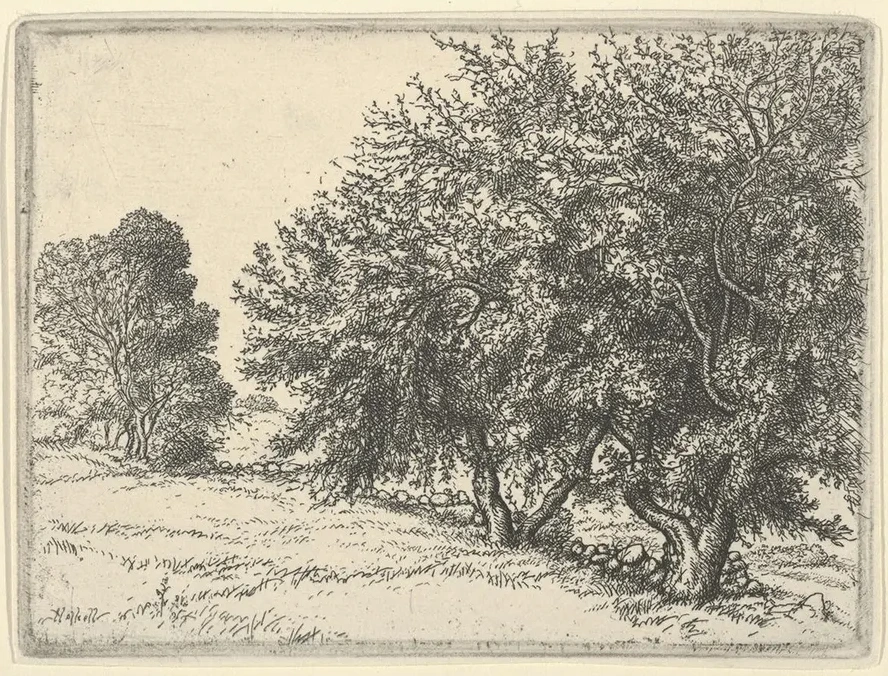 Apple Trees