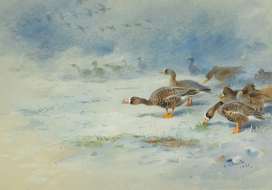 Arnacle Geese