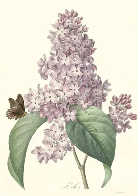 Artimuus 113