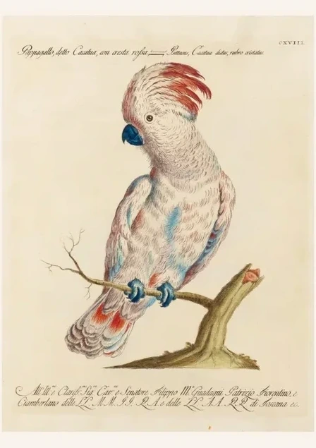 Artimuus 126