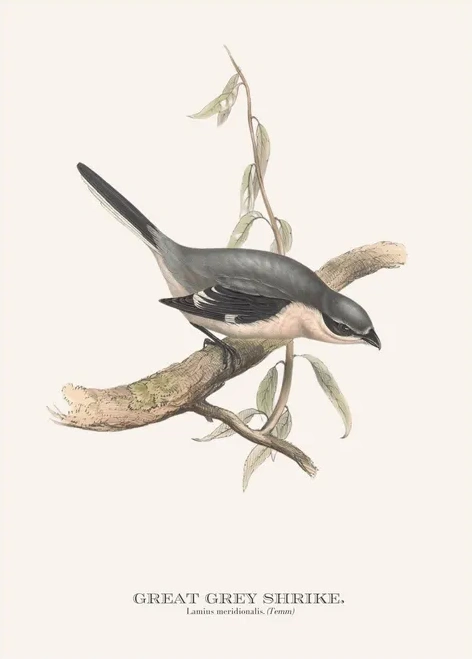 Artimuus 164