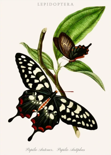 Artimuus 184