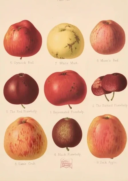 Artimuus 194