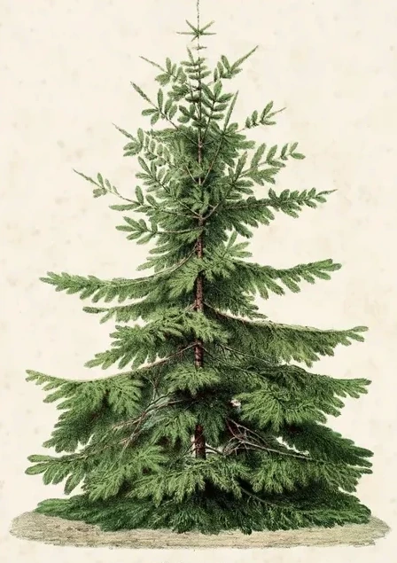 Artimuus 205