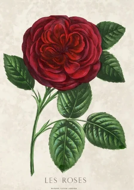 Artimuus 206