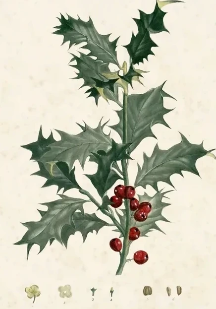 Artimuus 212