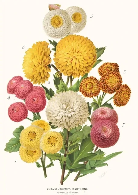 Artimuus 215