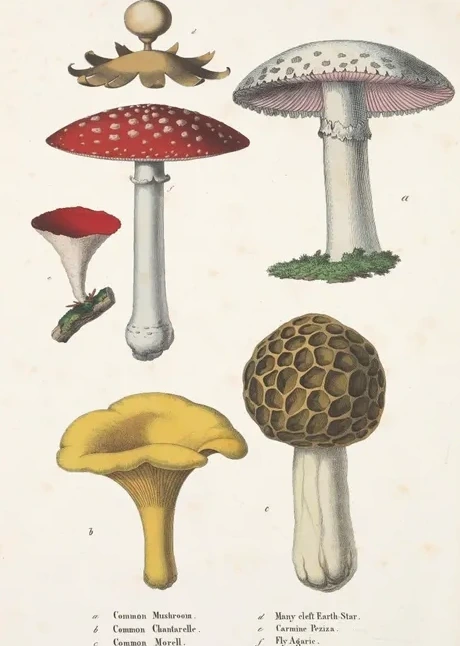 Artimuus 216